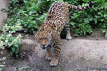 Jaguar