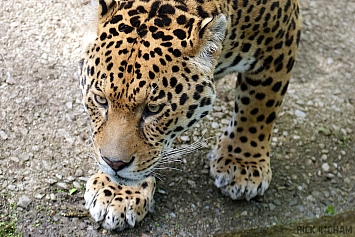 Jaguar