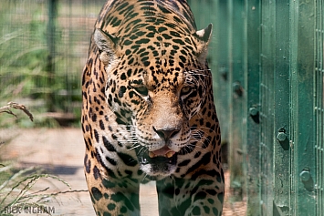 Jaguar