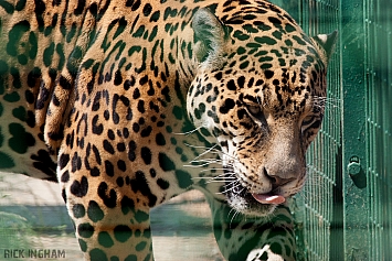 Jaguar