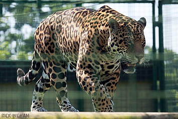 Jaguar