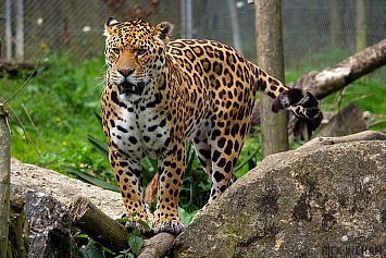 Jaguar