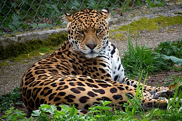 Jaguar