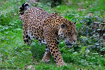 Jaguar