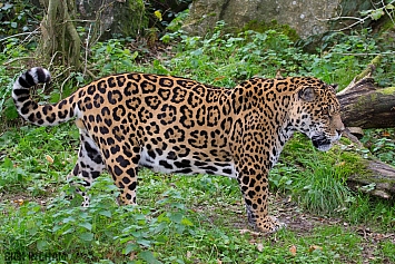 Jaguar