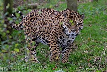 Jaguar