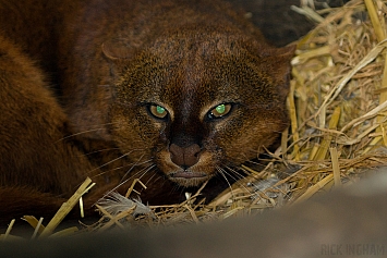 Jaguarundi