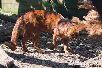 Jaguarundi