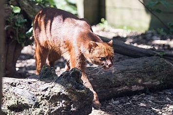 Jaguarundi