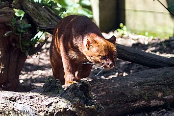 Jaguarundi