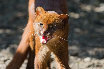 Jaguarundi