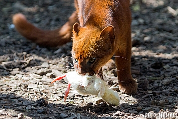 Jaguarundi