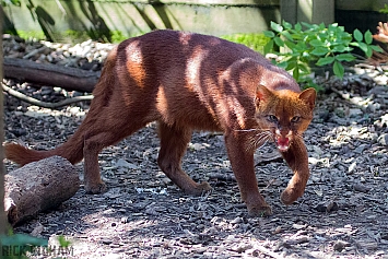 Jaguarundi