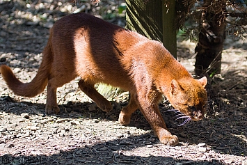 Jaguarundi