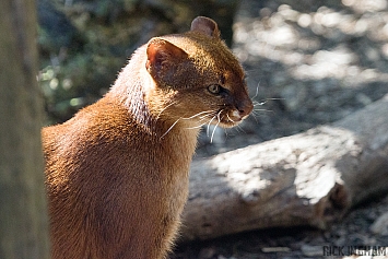 Jaguarundi