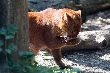 Jaguarundi