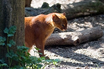 Jaguarundi