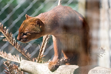 Jaguarundi