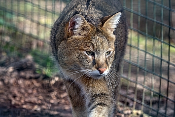 Jungle Cat