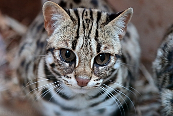 Asian Leopard Cat