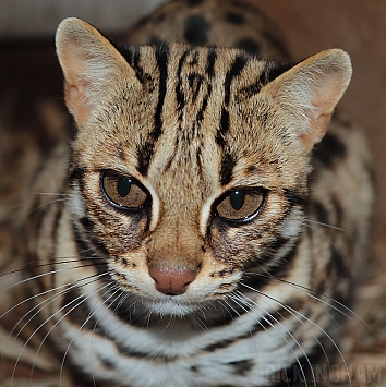 Asian Leopard Cat