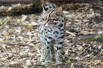 Leopard Cat