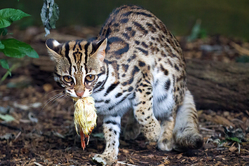 Leopard Cat