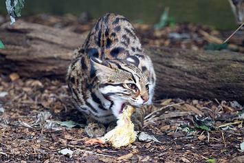 Leopard Cat