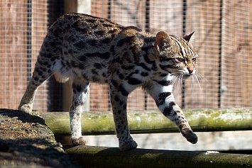 Leopard Cat