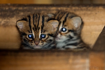 Leopard Cat