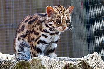 Leopard Cat