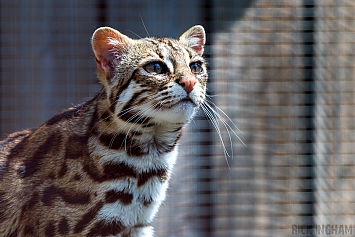 Leopard Cat