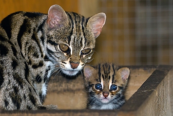 Leopard Cat