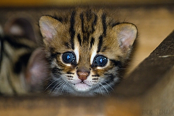 Leopard Cat