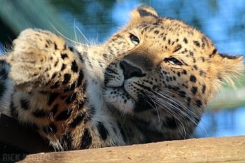 Amur Leopard