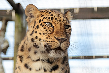 Amur Leopard