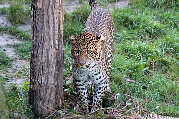 Javan Leopard