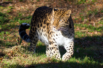 Amur Leopard