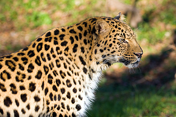 Amur Leopard