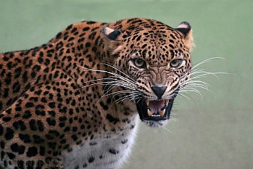 Sri Lankan Leopard