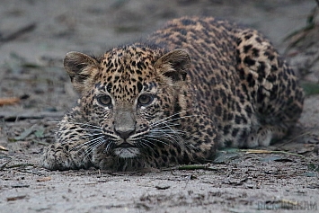 Sri Lankan Leopard Cub