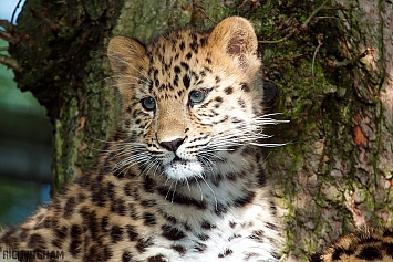 Amur Leopard