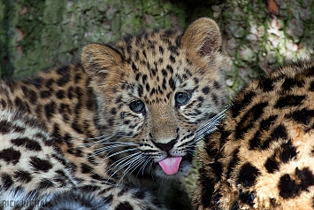 Amur Leopard