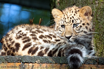 Amur Leopard