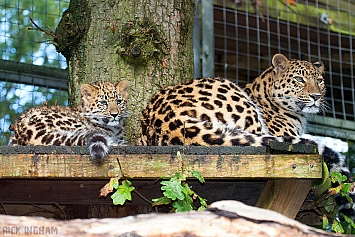 Amur Leopard