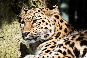 Amur Leopard