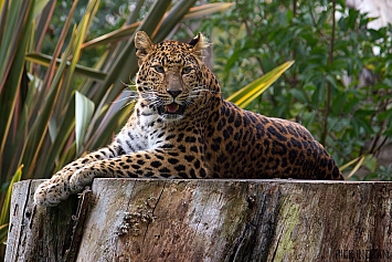 Northern Chinese leopard