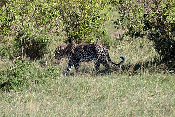 African Leopard