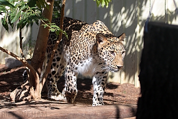 Persian Leopard