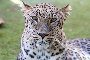 Persian Leopard